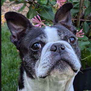 🐾Posh love from Iggy!🐾